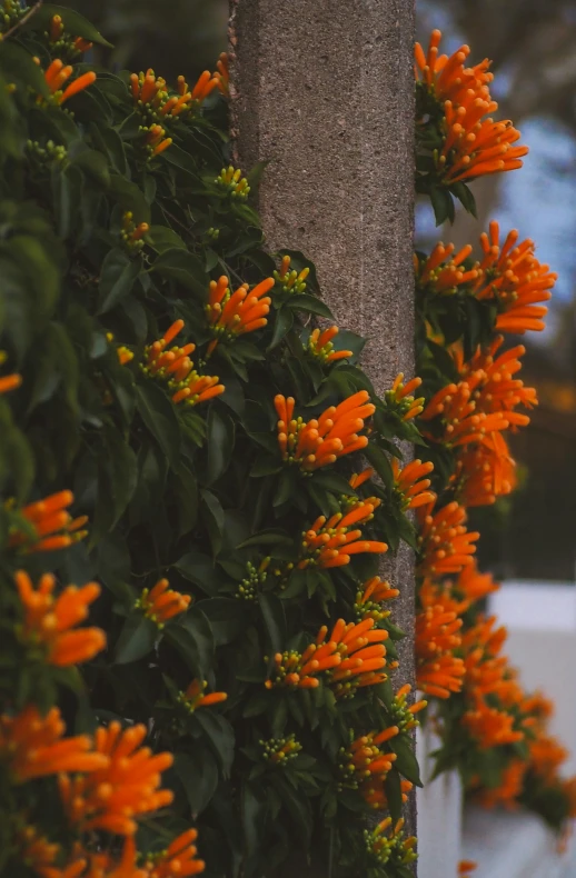 orange flowers and greenery grow in a walled enclosure