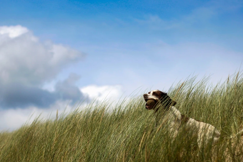 a dog peeking out from the tall grass