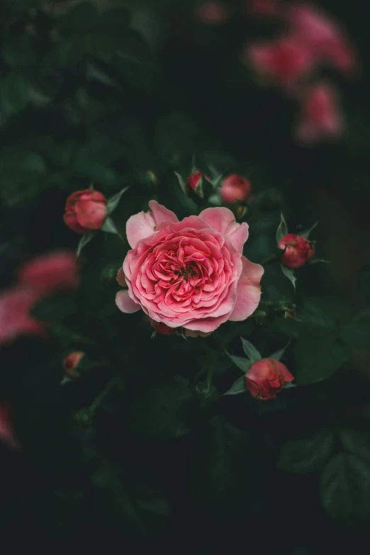 the pink flower is surrounded by other roses