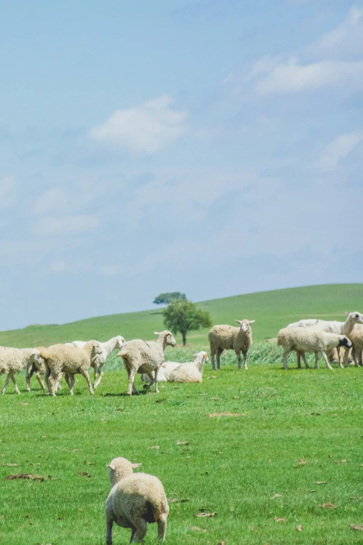 a large group of sheep grazing on the grass