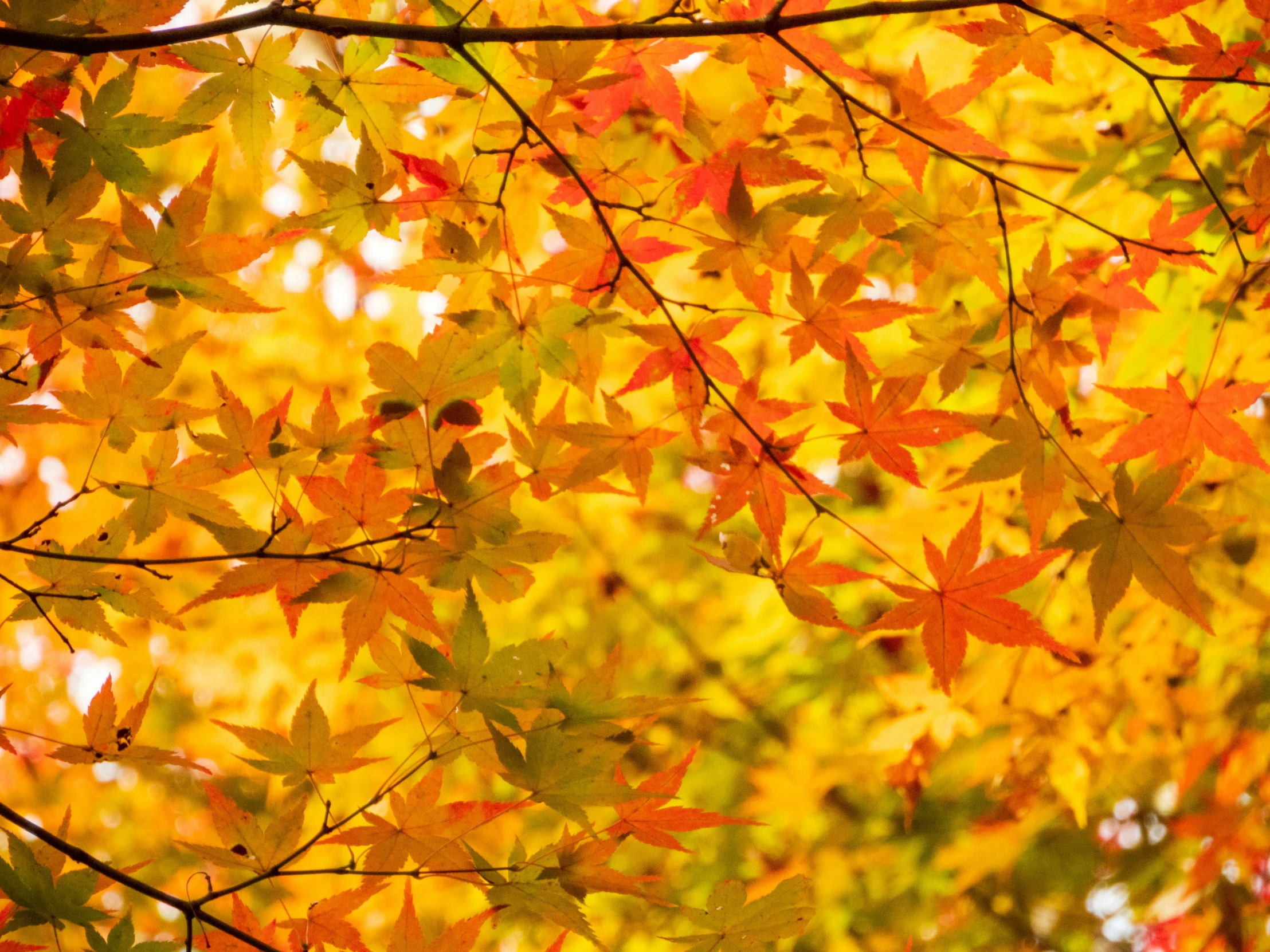 yellow and orange leaves in autumn