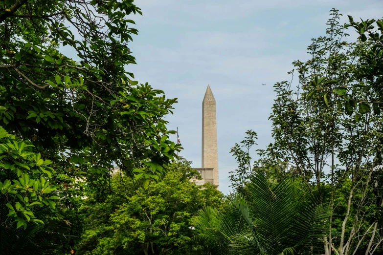 the washington monument seen from near trees