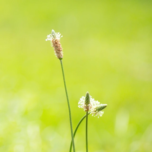 a close - up of a flower that is in the middle of a blurry background