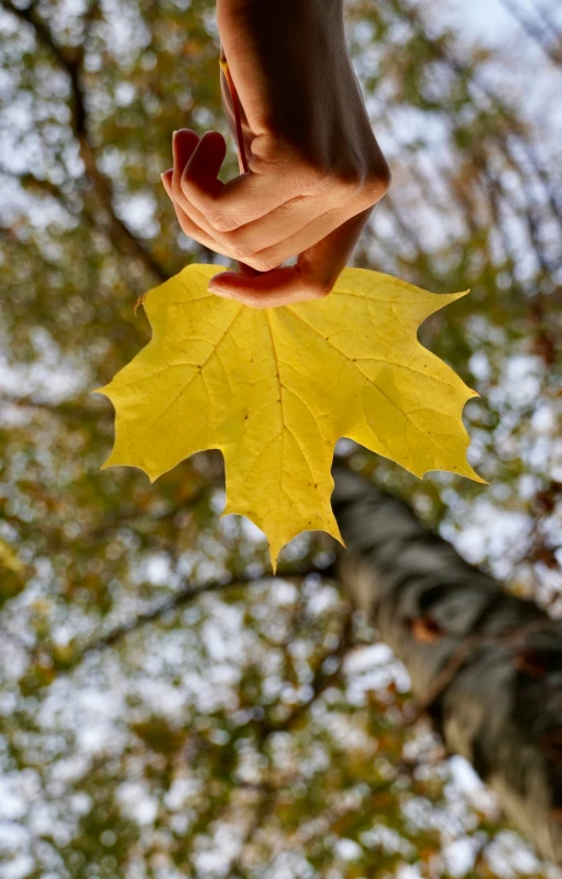 a leaf hanging from a tree nch in the woods