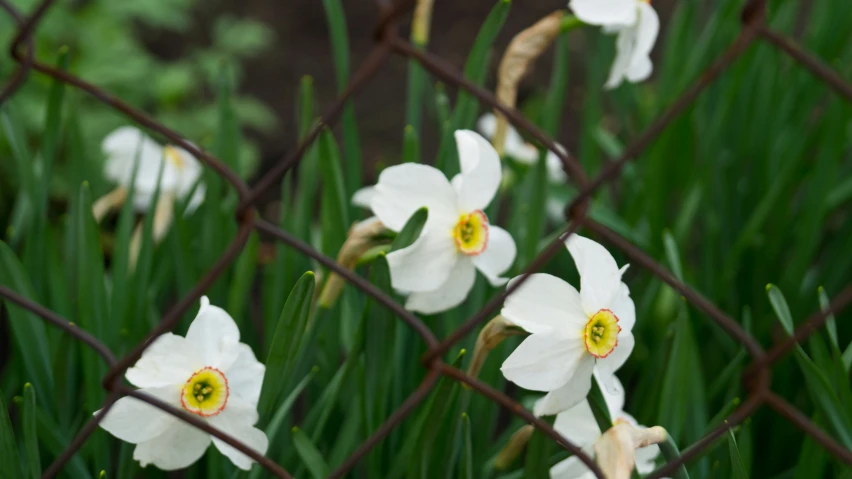 the flowers are all white and have yellow centers