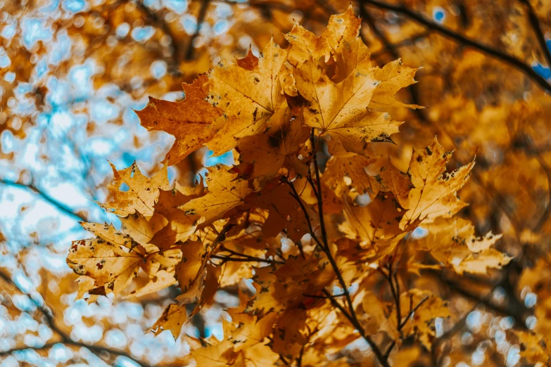 a close up of leaves in autumn colors