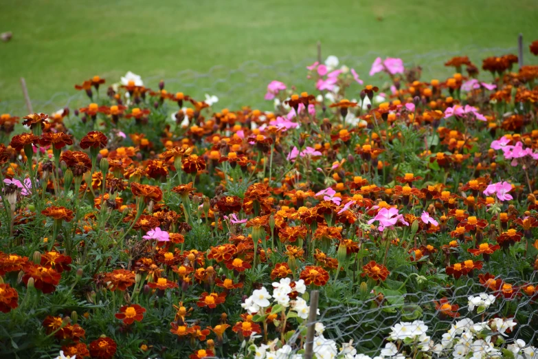 a field with lots of flowers by a metal fence