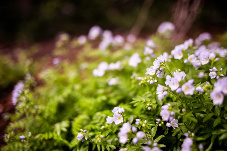 a bunch of white and purple flowers near a tree