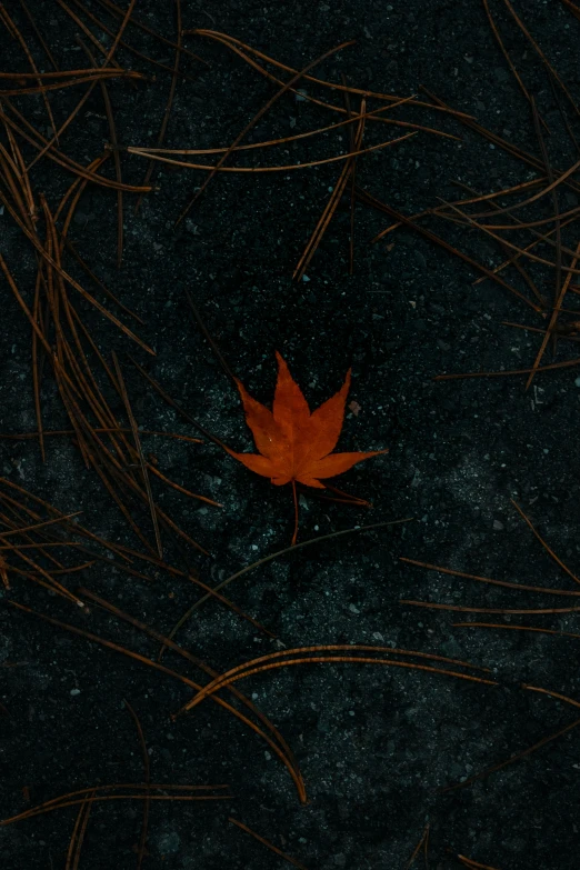a red leaf that is in some grass