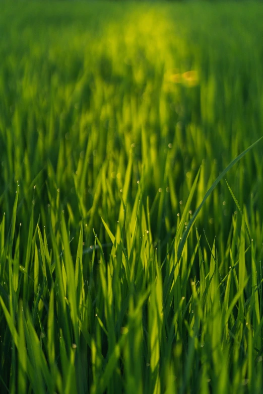 some green grass in the sun and water