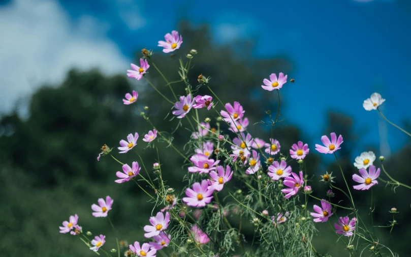 a large field of pink flowers with lots of white