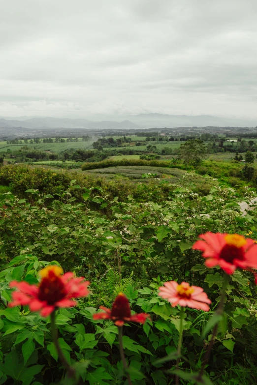 a field filled with lush green hillside top