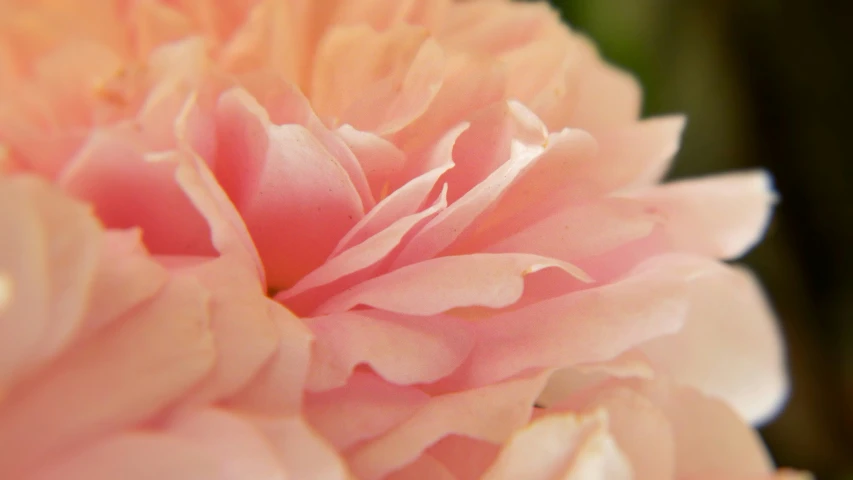 a close up picture of pink flowers with yellow petals