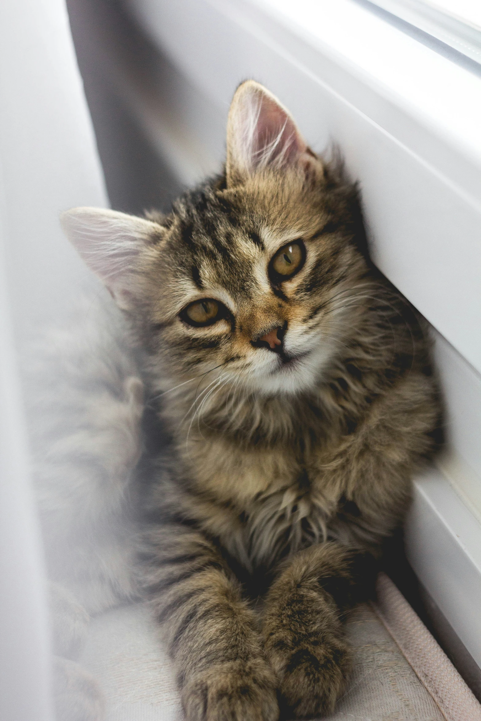 the cat is lying down next to the window