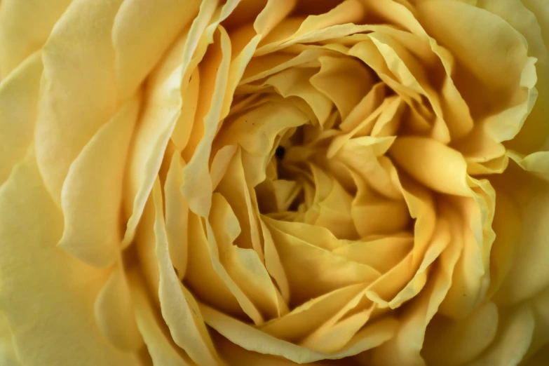 the center of a large yellow flower