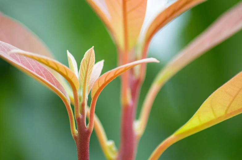 a plant with very small red leaves in a blurry background