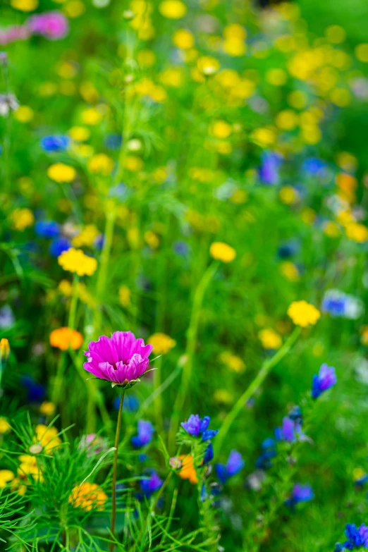 a bunch of flowers with green plants and purple flowers