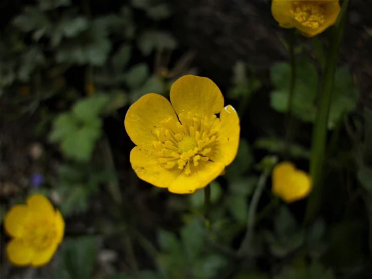 small yellow flowers stand in the middle of a forest