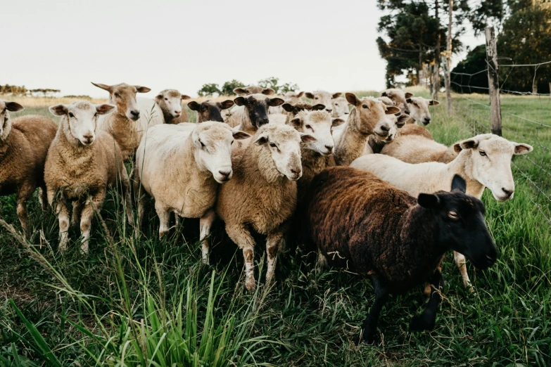 a large herd of sheep are standing in a grassy field