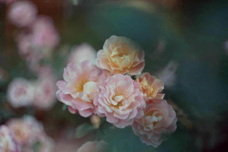 a bunch of pink flowers that are on a nch