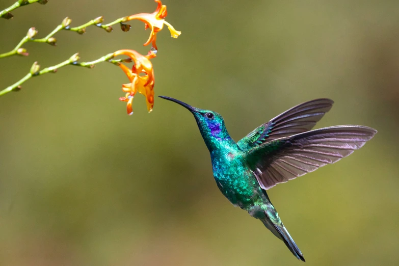 the hummingbird is feeding at a flower