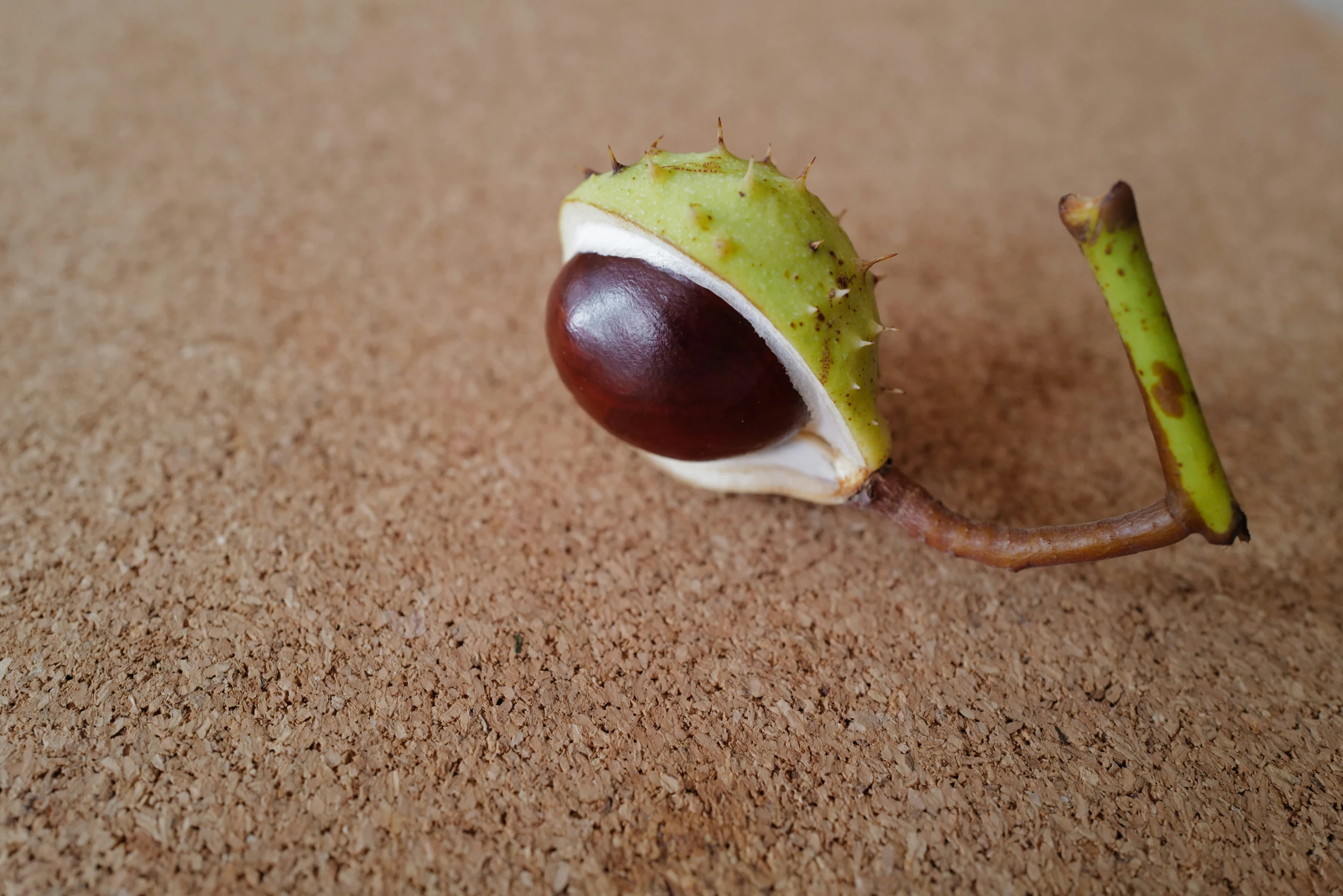 there is a single seed from an object in the ground