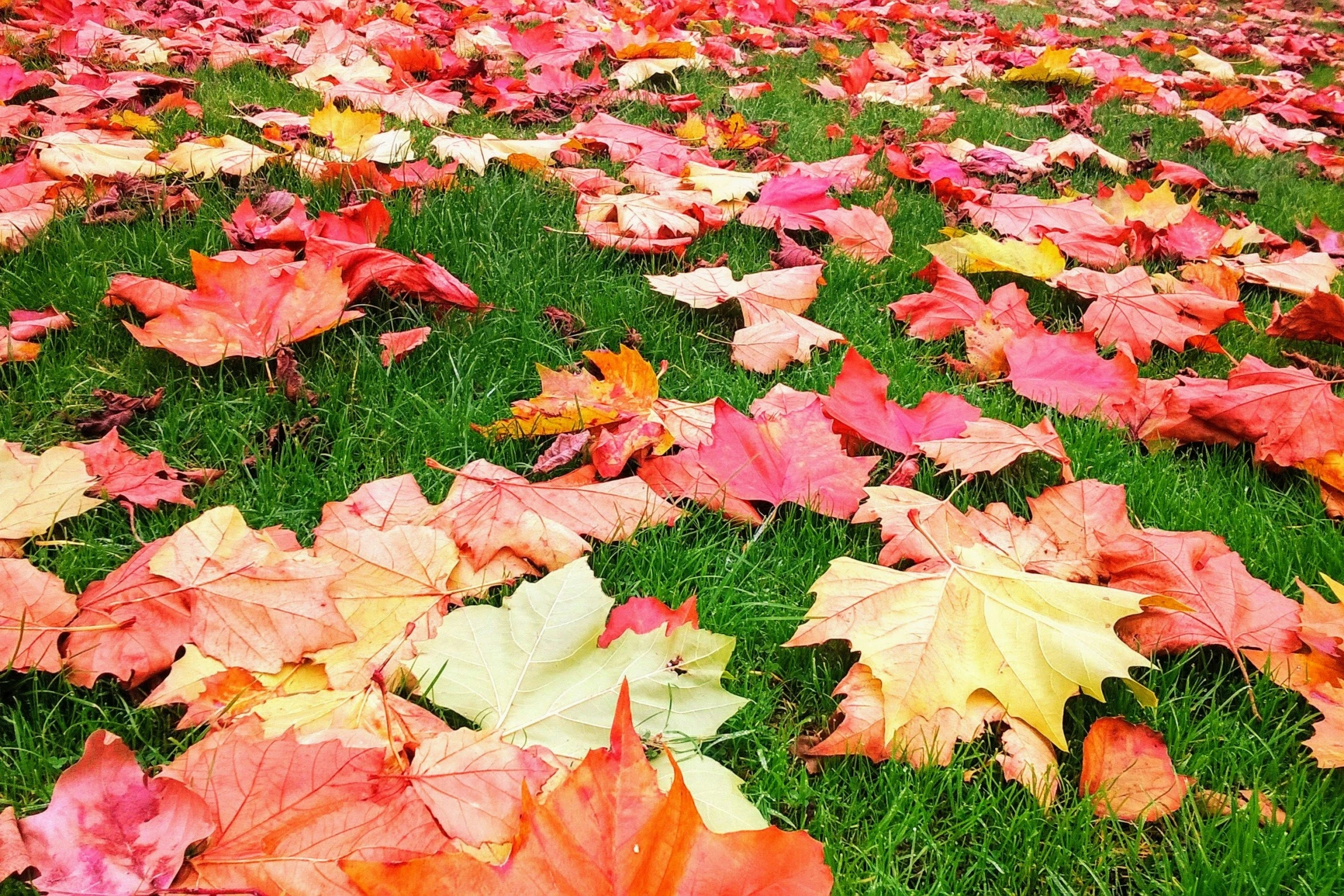 a lot of fallen leaves on the grass