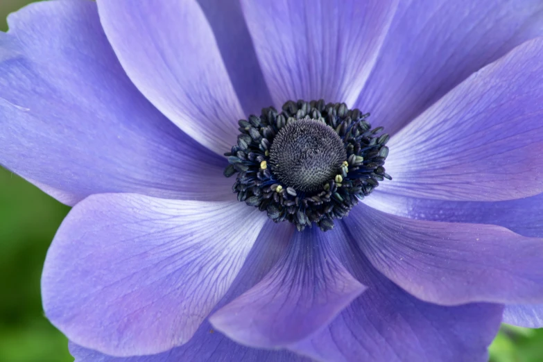 a blue flower with black tips and purple petals