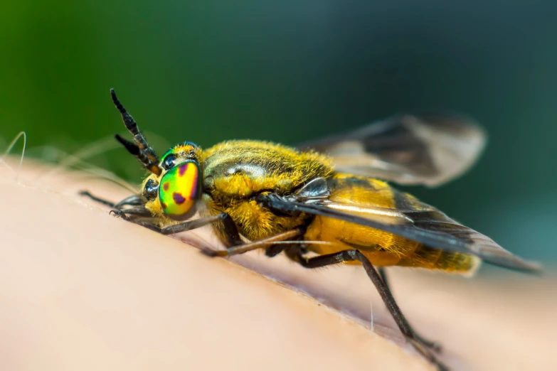 a bee sitting on top of a person's arm