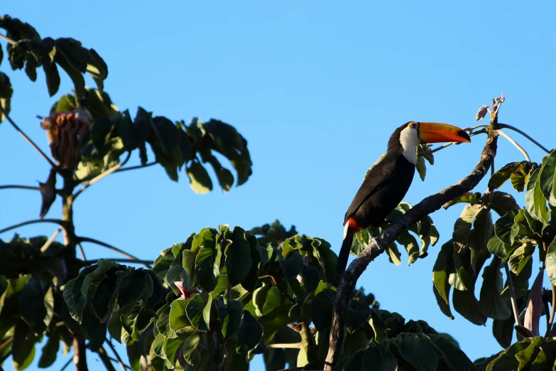 the toucan is perched on the nch of a tree