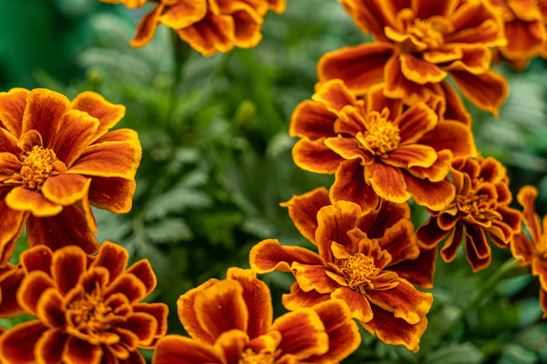 orange flowers with yellow centers and green stems