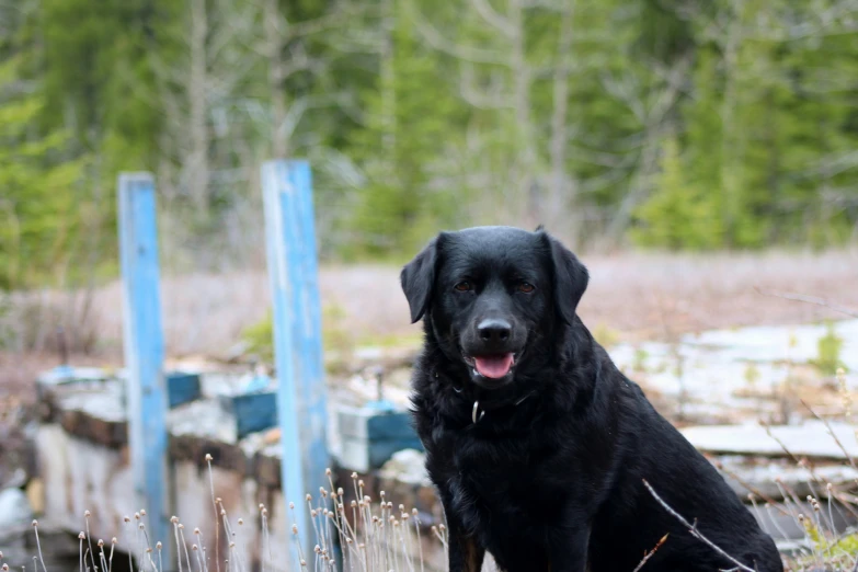 a black dog stands in front of a bunch of snow