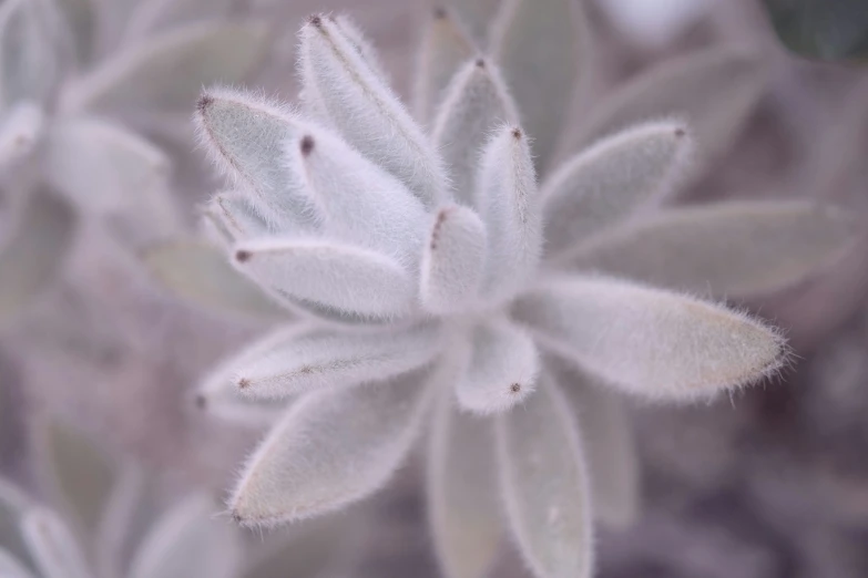 some white flowers with very sharp stippled petals