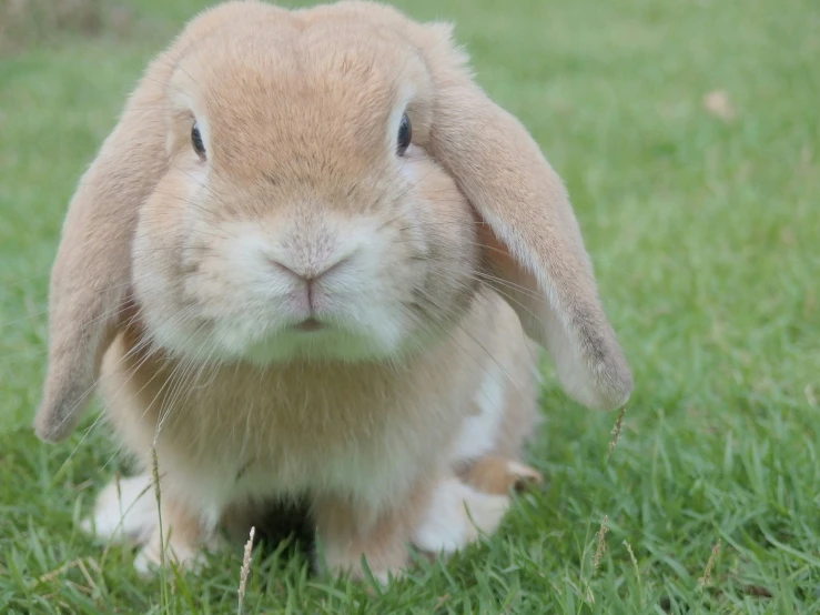 a rabbit is shown sitting in the grass