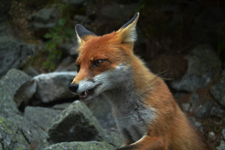 a fox that is standing next to some rocks