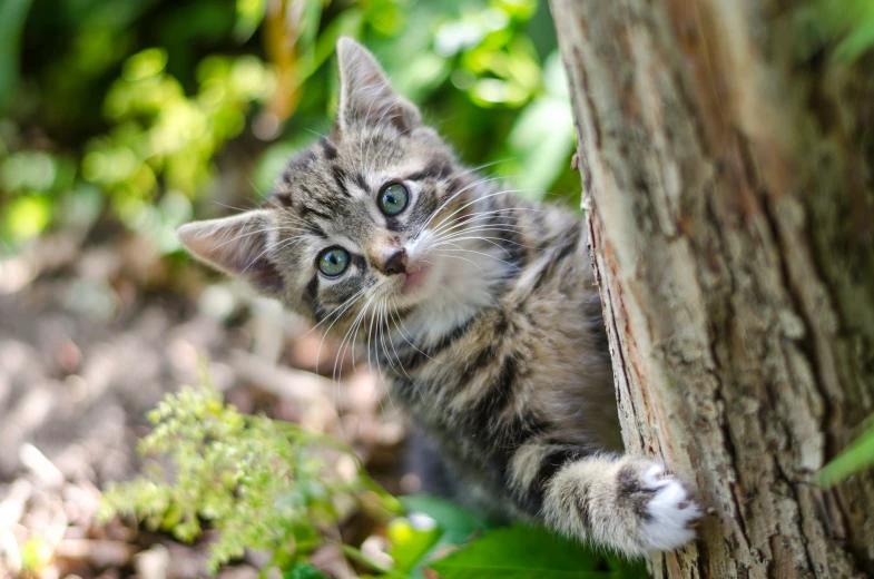 a kitten standing on its hind legs by a tree