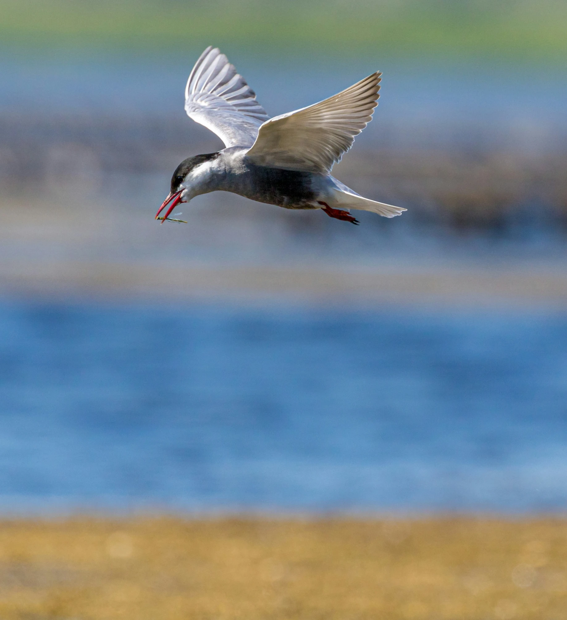 a bird flying over the ground near water
