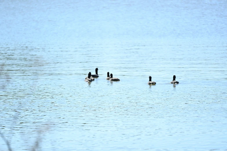 a family of ducks swim through the water