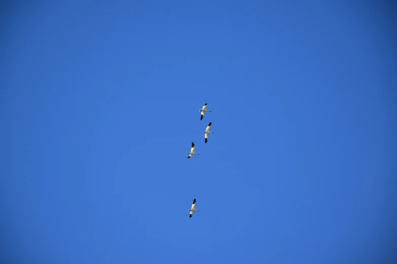 a group of birds in the sky flying overhead