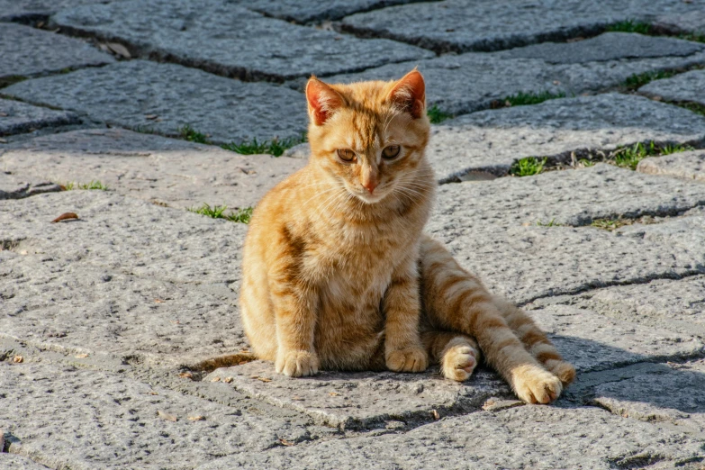 a very cute orange cat sitting in the street