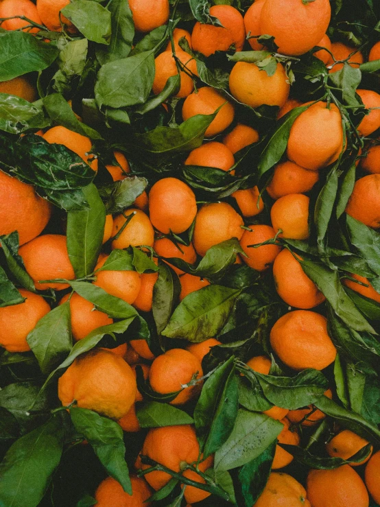 a group of oranges in a pile with leaves