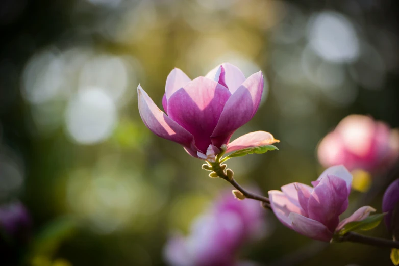 a single flowered nch with pink flowers