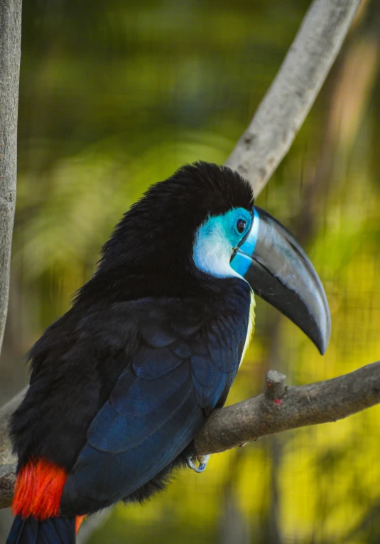 there is a colorful parrot perched on a tree nch