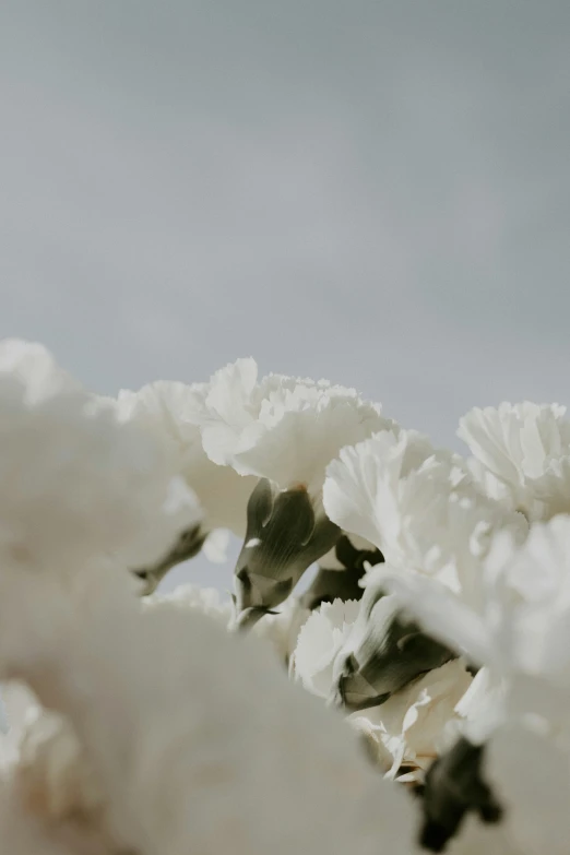 white carnations with one blooming in the foreground