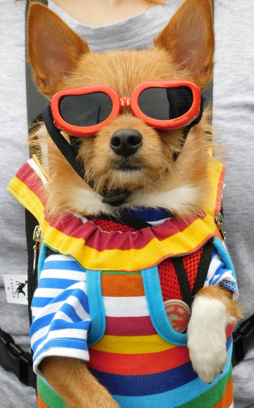 a small dog is wearing a sweater and sunglasses