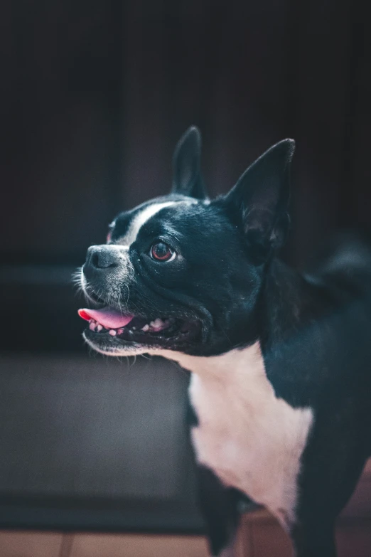 black and white dog staring to the side