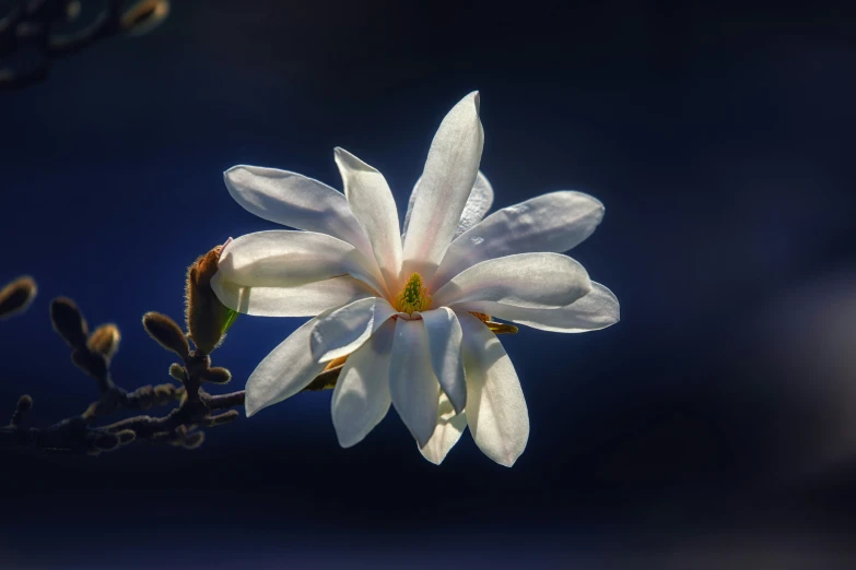 a white flower is blooming from its bud