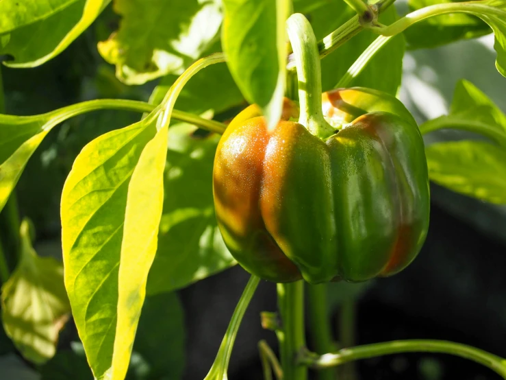 green pepper plants with unripe fruit growing