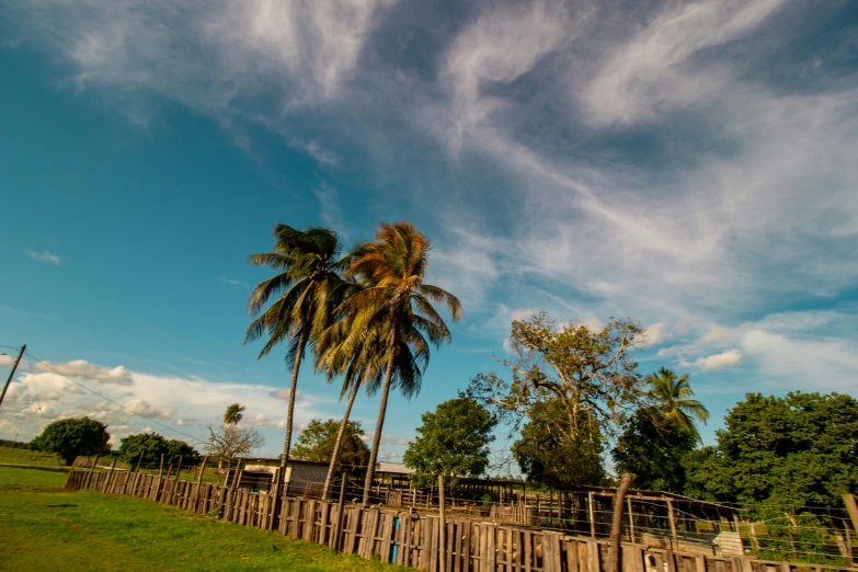 the top part of a fence with two palm trees next to it