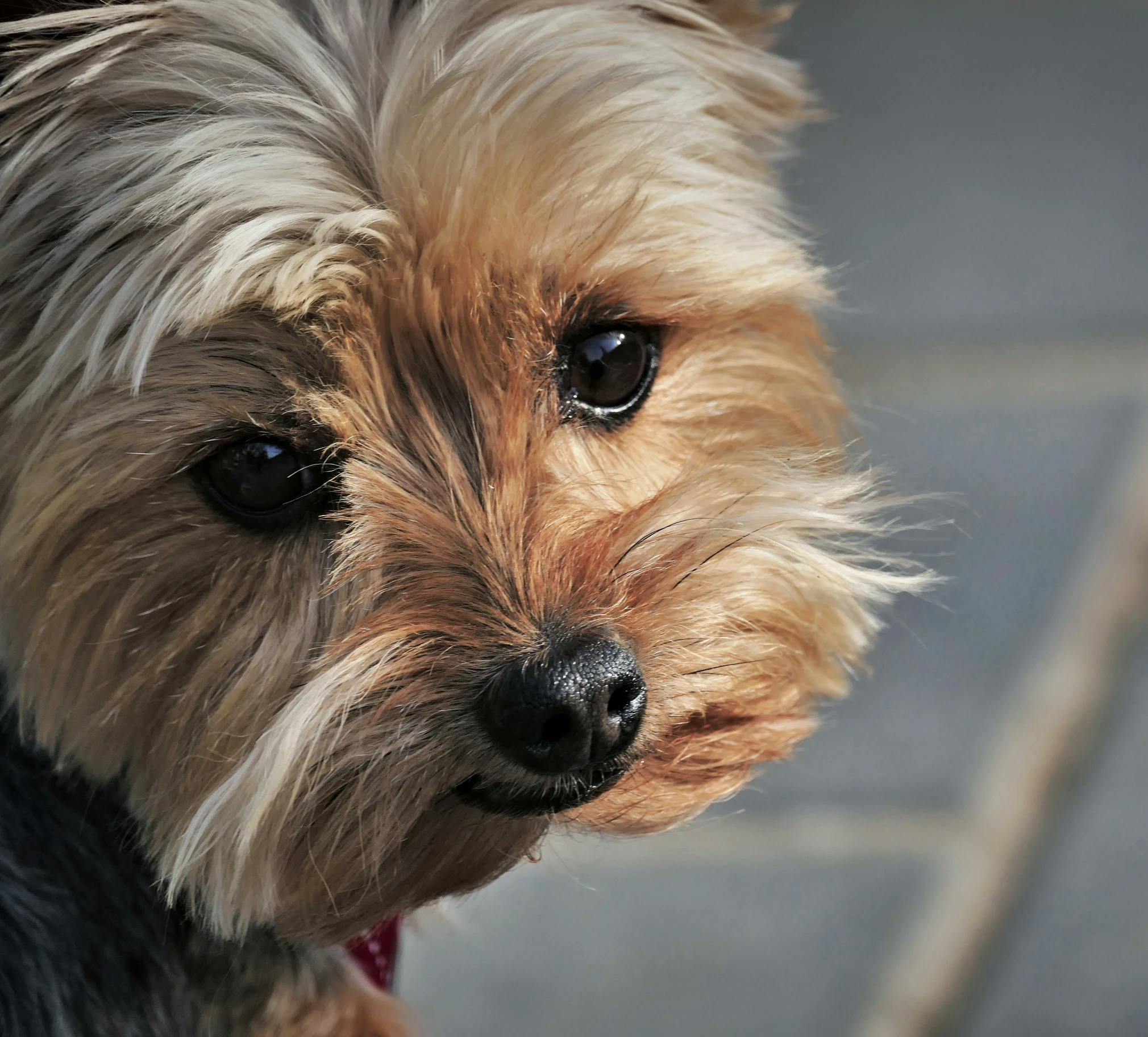 a close up picture of a small brown and black dog